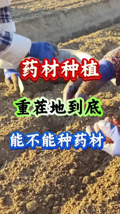 药材种植 药材种植重茬地到底能不能种药材 #药材种植 #药材管理 #药材高产