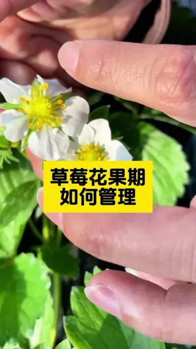 草莓在花果期新手最容易出现的三大问题盘点！#启明大师姐 #草莓种植管理技术和方法 #草莓种植 #农业种植 #病虫害防治