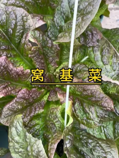 一种好吃的莴苣类叶菜，我们本地市场没有卖的，好像四川那边挺多。#记录我的种植生活 #楼顶菜园 #自己种的纯天然的绿色蔬菜 #我的小菜园