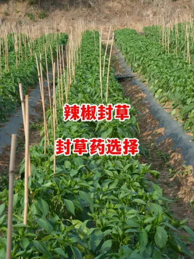 辣椒封草药品不要乱用#辣椒种植 #辣椒 #小米辣 #线椒 #来抖音学农技