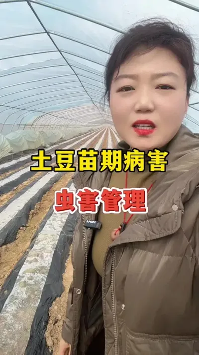 土豆在苗期病害和虫害的管理#土豆种植 @抖音小助手