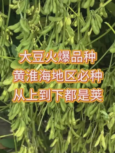 这产量出奇的高！ #三农 #抖音助农 #产量特别高 #农产品 #农业种植