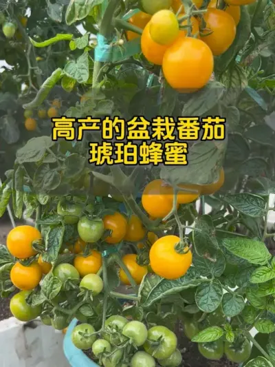 除夕夜摘一些番茄当水果吃！一边看春晚，一边水果零食，生活美滋滋！ #盆栽果树 #楼顶菜园 #记录我的种植生活 #盆栽番茄