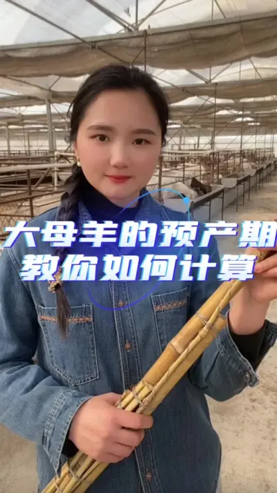 大母羊的预产期教你如何计算#养羊人 #羊价行情 #自繁自养 #农村养羊 #农村创业养殖