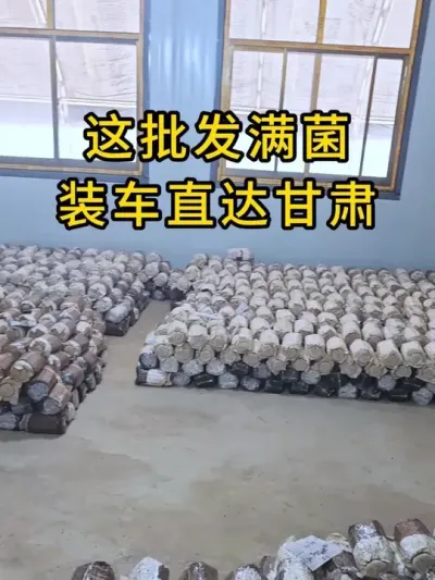 工人们加班加点生产菌种，每个环节都认真对待确保菌种质量，这批发满菌装车直达甘肃#平菇种植 #平菇菌种 #食用菌栽培种 #栽培种