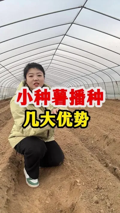 小种薯播种有几大优势#土豆 @抖音小助手 #土豆种植技术与管理