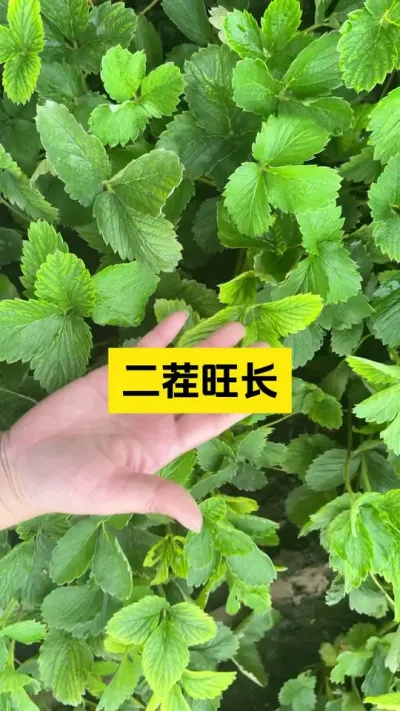 冬季大棚草莓二茬的时候旺长了？#启明大师姐 #草莓种植管理技术和方法 #农业技术推广 #病虫害防治 #科学种植