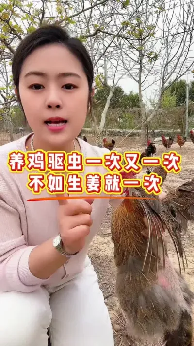 养鸡驱虫一次又一次，不如生姜就一次 #鸡鸭鹅养殖 #科学养鸡 #鸡病防治 #养殖小妙招 #服务三农支持三农