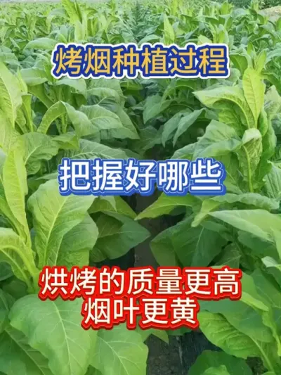 烤烟种植过程，把握好哪些，最后烘烤的质量更高，烟叶更黄#服务三农支持三农 #烤烟 #烤烟种植 #烤烟种植技术与管理 #烟叶