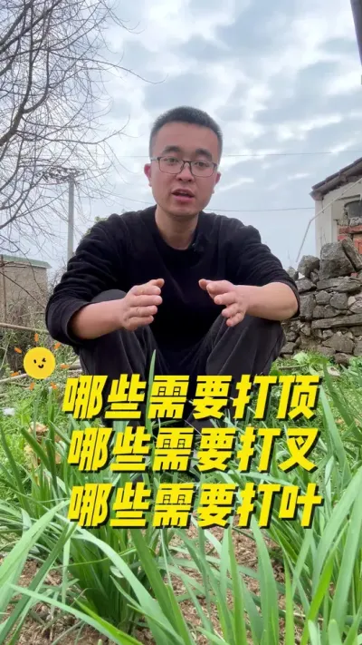 哪些瓜果蔬菜需要打顶？哪些蔬菜需要打岔？哪些需要打叶？#每天分享蔬菜种植技巧 #关注我一起学种菜 #学种菜 #种植小技巧 #传播农业小知识