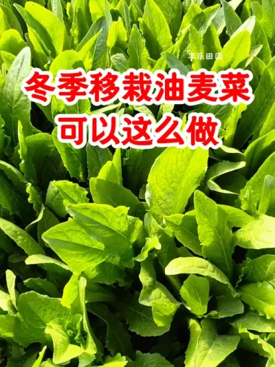 冬季移栽油麦菜可以这么做 #种植小技巧 #种菜 #在家种菜 #农业种植 #抖音助农