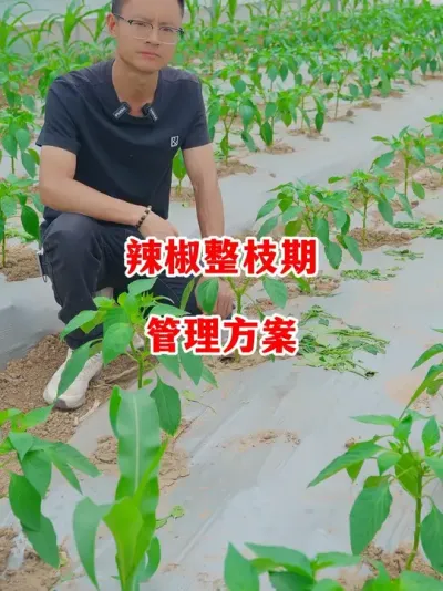 辣椒整枝期的药肥及日常管理方案#辣椒种植 #辣椒 #小米辣 #线椒 #来抖音学农技