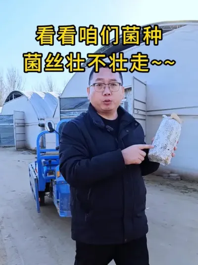 平菇种植，棉壳菌种掰开菌丝实拍，我看着菌丝都好像在生长，满满的正能量。#平菇种植 #平菇菌种 #食用菌栽培种 #栽培种