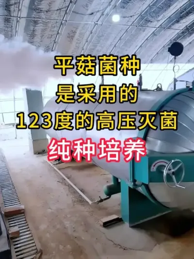 平菇种植，甘肃一个大基地做反季节生产已经开始，订购了5000包菌种，分三次发货，明天先发1500包。#平菇菌种 #食用菌栽培种 #栽培种 #菌种