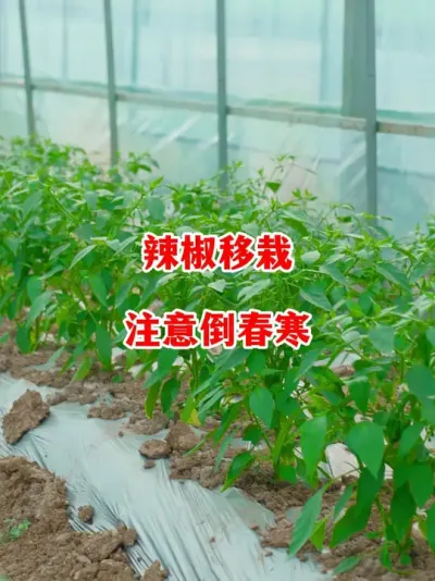辣椒移栽后要注意倒春寒冻害问题#辣椒种植 #辣椒 #小米辣 #线椒 #来抖音学农技