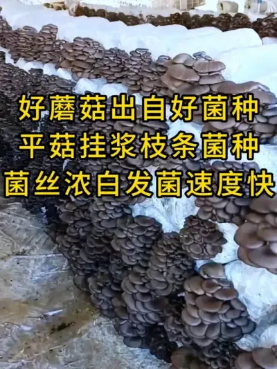 平菇挂浆枝条菌种，菌丝浓白，发菌速度快，快来试试吧#平菇种植 #食用菌栽培 #栽培种 #平菇菌种