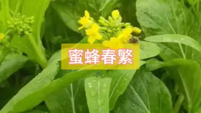 蜜蜂春繁工作#蜜蜂养殖 #三农 #农村养蜂人