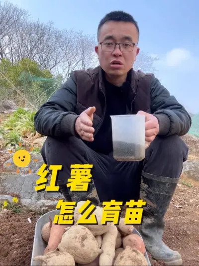 红薯育苗过程？红薯怎么育苗？#种菜小技巧 #我的小菜园 #我爱种菜 #楼顶种菜 #红薯种植