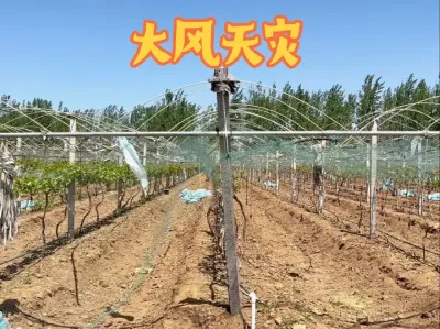 经历过大风天去之后，葡萄园造成破坏，该如何补救？#三农 #农业种植 #大风 #种植大棚 #葡萄种植