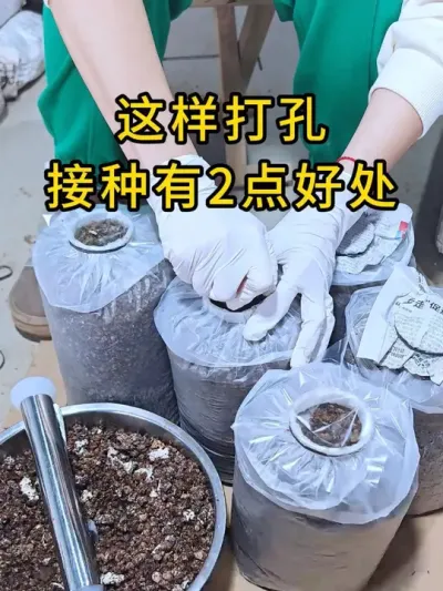 平菇打孔接种好处多又多，用过的朋友都夸赞它，你也试试吧。#平菇种植 #打孔器 #菌种打孔器