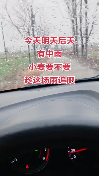 南阳社旗县下雨了，终于缓解了旱情，小麦能不能追肥#抖音助农 #农业人 #农业 #农业种植技术 #小麦