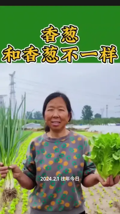 香葱的品种种植讲解#种小葱方法 #香葱种子 #蔬菜种植 #种植小技巧 #生菜杨姐 @DOU+上热门 @DOU+小助手