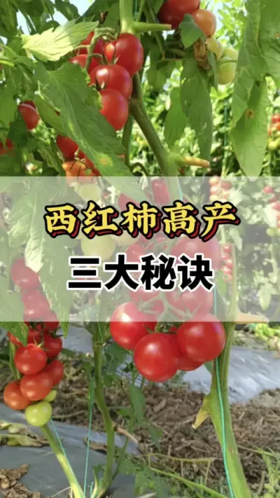 西红柿高产三大秘诀你知道吗#关注我每天为你分享更多农业知识 #分享农业知识帮农民增产增收 #番茄种植方法及管理技术 #西红柿的种植技术 #番茄种植技术