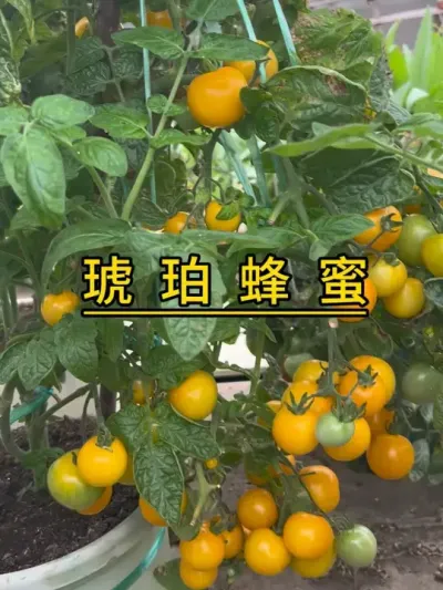适合盆栽的高产番茄（琥珀蜂蜜），种植在5加仑盆里，依然很多果子，羡慕吗？#记录我的种植生活 #盆栽果树 #楼顶菜园 #我的小菜园 #盆栽番茄