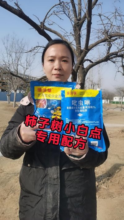 柿子树虫害管理。#柿子树 #果树管理技术 #病虫害防治