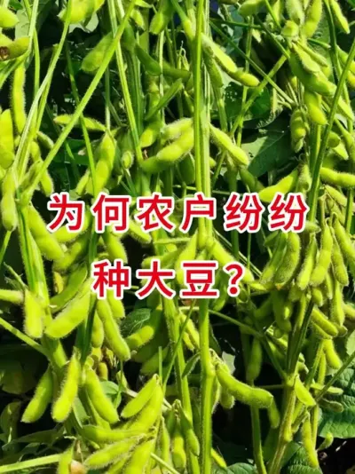 大豆种植，农户增收新选择！ #服务三农支持三农 #农业种植 #抖音助农扶农 #大豆种植 #产量特别高