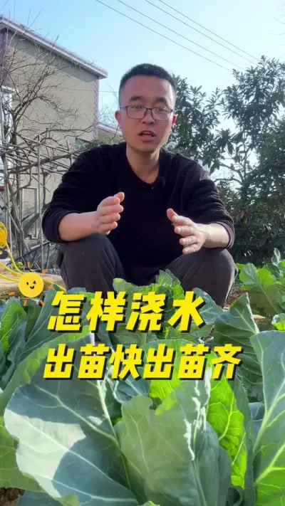 播种蔬菜怎样浇水出苗快？出苗齐？#关注我一起学种菜 #种植小技巧 #学种菜 #我爱种菜 #每天分享蔬菜种植技巧
