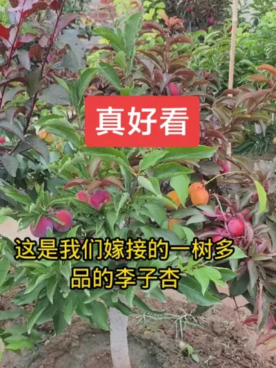 一树多品李子杏 #dou上热门 #抖音助农扶农 #一树多品@抖音上热门 @DOU+小助手