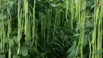 豆角的超高产种植技术#豇豆角种子 #豆角种植 #蔬菜种植技术 #四季豆的种植方法 #无架豆角