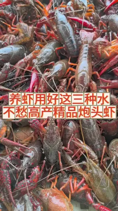 学会用这三种水，你也能龙虾亩产600斤#三农 #农业 #渔德盛 #小龙虾 #2025新农人计划