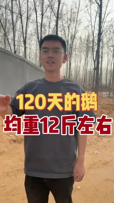 脱温鹅，肉鹅，种鹅咱都有！今天肉鹅120天左右了，今天上称幺一幺，看看多重了，找个好人家，出嫁！#大品种鹅苗 #大三花鹅 #三农 #养殖人加油