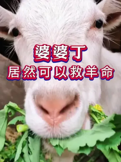婆婆丁居然可以救羊命 #养羊 #养羊人 #新手养羊 #牛羊养殖