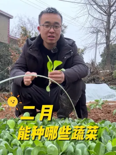 二月能种哪些蔬菜？#关注我一起学种菜 #我的小菜园 #种植小技巧 #我爱种菜 #在家种菜