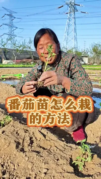番茄正确移栽方法 番茄苗的正确移栽方法#番茄种植 #西红柿种植 #种植小技巧 #生菜杨姐 #三农 @DOU+小助手 @DOU+上热门