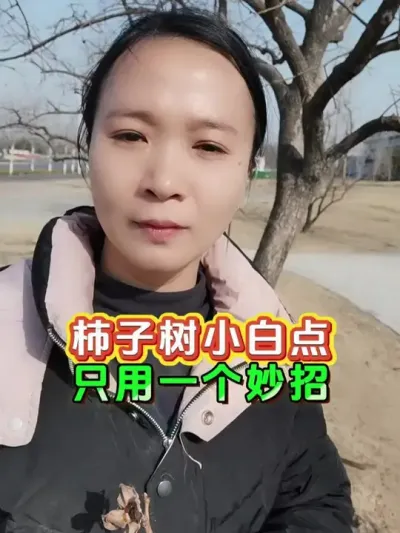 #柿子树 #病虫害防治