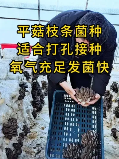 平菇种植，枝条菌种配合打孔器接种，氧气充足发菌快，更适合基地规模生产。#平菇种植 #打孔器 #菌种打孔器