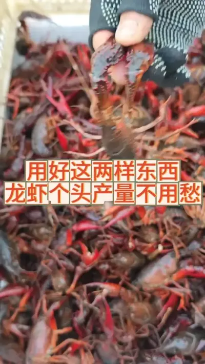 用好这两样东西，龙虾产量质量不用愁 #三农 #农业 #小龙虾 #龙虾养殖 #渔德盛