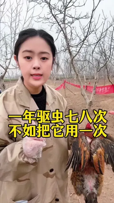 一年驱虫七八次不如用它就一次#鸡鸭鹅养殖 #服务三农支持三农 #科学养鸡 #养殖小妙招 #鸡病防治