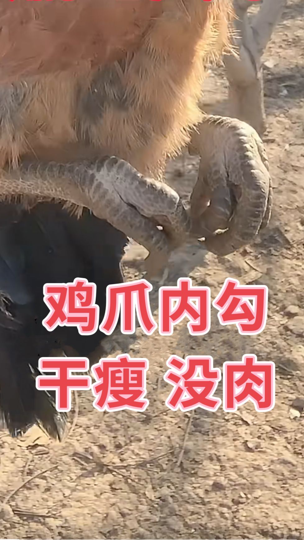 http://static.ixuenong.com/pxn/uploads/prod/thirdfile/2025/05/1d03f94c9bdf26fd6babe3989ef46de1.jpg
