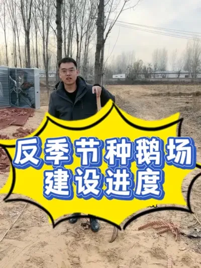 反季节种鹅场进度如何？给各位精神股东汇报一下情况！#养鹅技术分享 #养鹅人 #鹅 #养鹅技术找晓雨