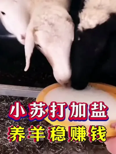 小苏打加盐养羊稳赚钱 #养羊 #新手养羊 #牛羊养殖 #养羊人