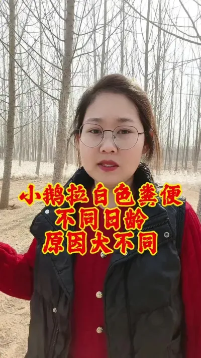小鹅拉白色粪便，不同日龄原因大不同#养鹅技术分享 #养鹅人 #肉鹅 #鹅 #养鹅