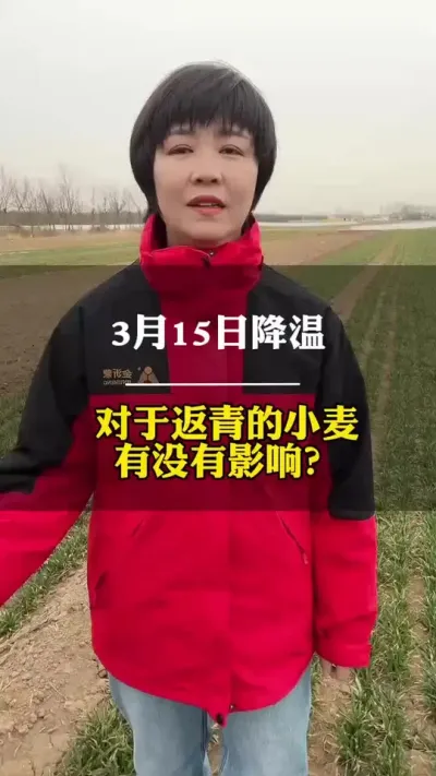 3月15日降温，对于刚刚返青的小麦有没有影响？ #农业 #田间地头 #小麦种植管理技术