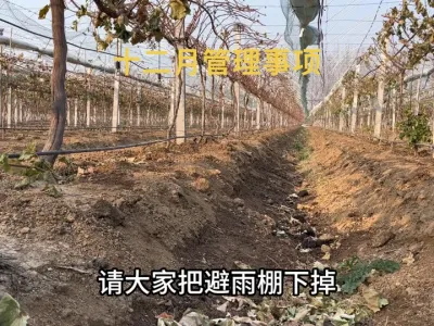 葡萄种植进入十二月份之后有哪些管理事项？#葡萄种植 #农业种植 #阳光玫瑰葡萄 #果园管理 #农技推广