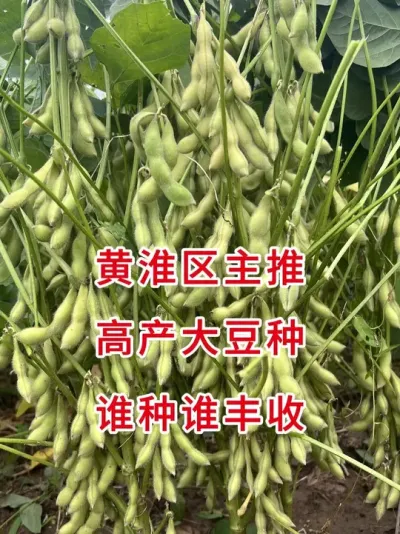 大豆密荚王，黄淮海必种 #抖音助农 #三农流量扶持计划 #大豆种植 #增产增收才是硬道理 #农业种植