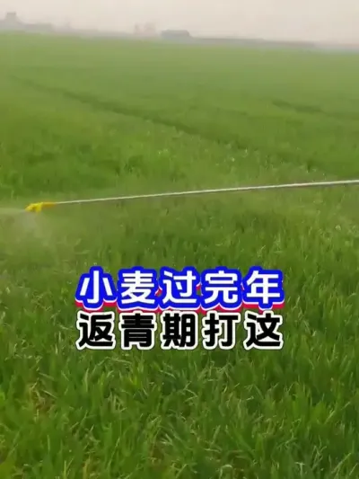 小麦年后第一遍药 #小麦一喷三防 #小麦高产技术 #今日三农爆款